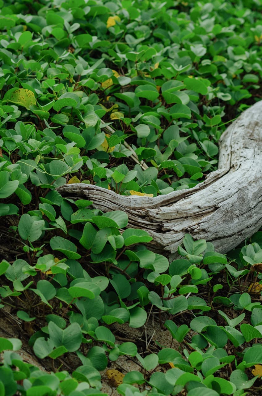 Превью Sri Lanka 2022